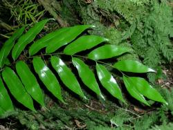 Asplenium oblongifolium. Mature pinnate lamina, glossy on the adaxial surface, with acuminate pinna apices
 Image: L.R. Perrie © Te Papa CC BY-NC 3.0 NZ